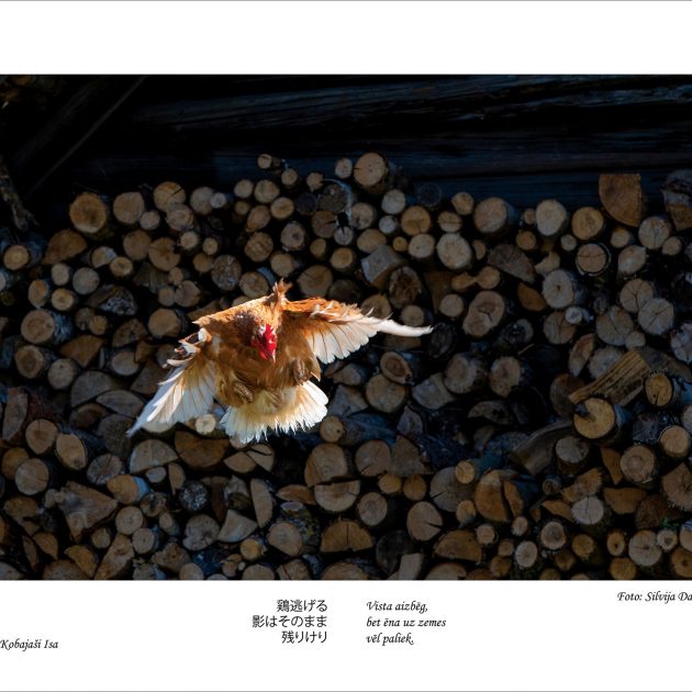 Fotostudijas “Rīga” izstāde “Haiku latviešu acīm” – no 2. augusta!